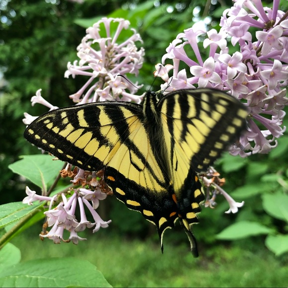 Meet your Posher, E - Picture 1 of 1